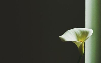 Quo placeat corrupti repellendus