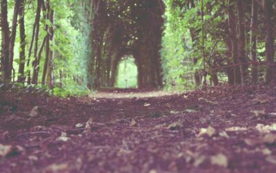 Est placeat saepe quia